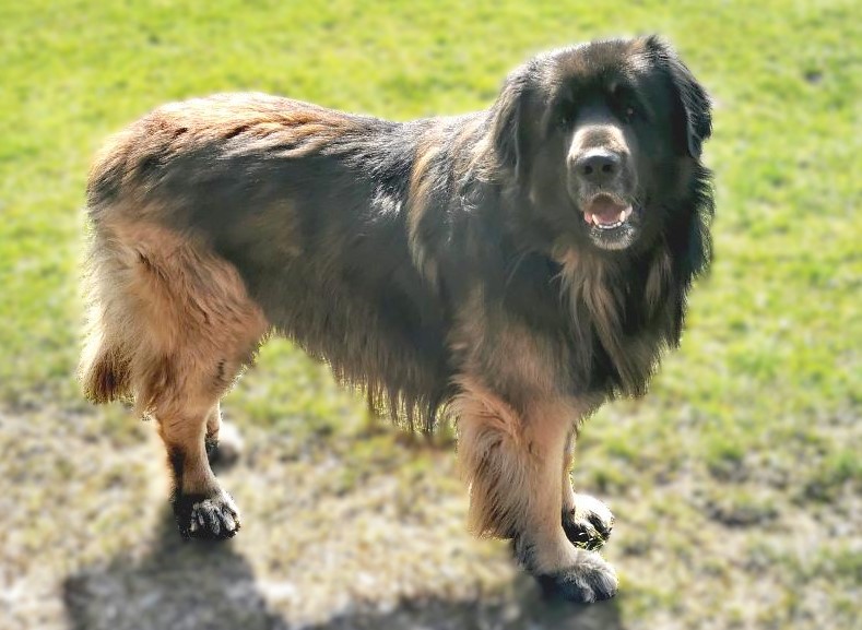 Billy the Kid von der Napoleonshohe